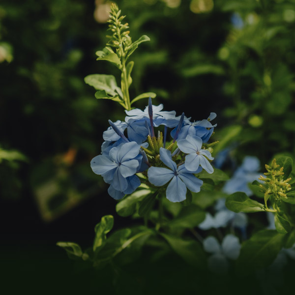 landscape plants