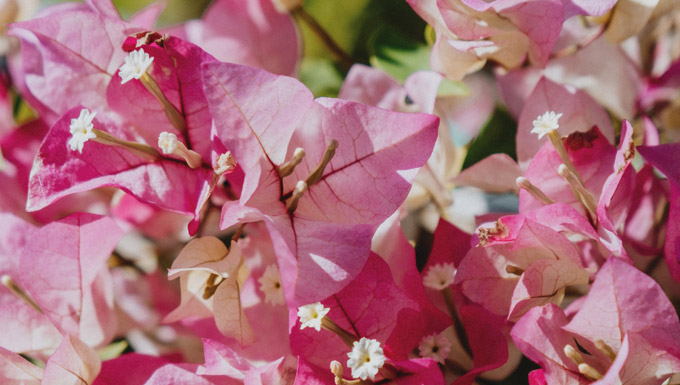Bougainvillea